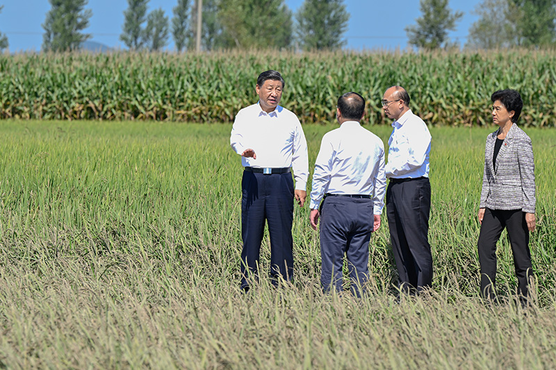 9月6日至8日，中共中央总书记、国度主席、中央军委主席习近平在黑龙江调查。这是7日上午，习近平在遭逢洪涝灾害的哈尔滨尚志市老街基乡龙王庙村，观察水稻受灾情况。
